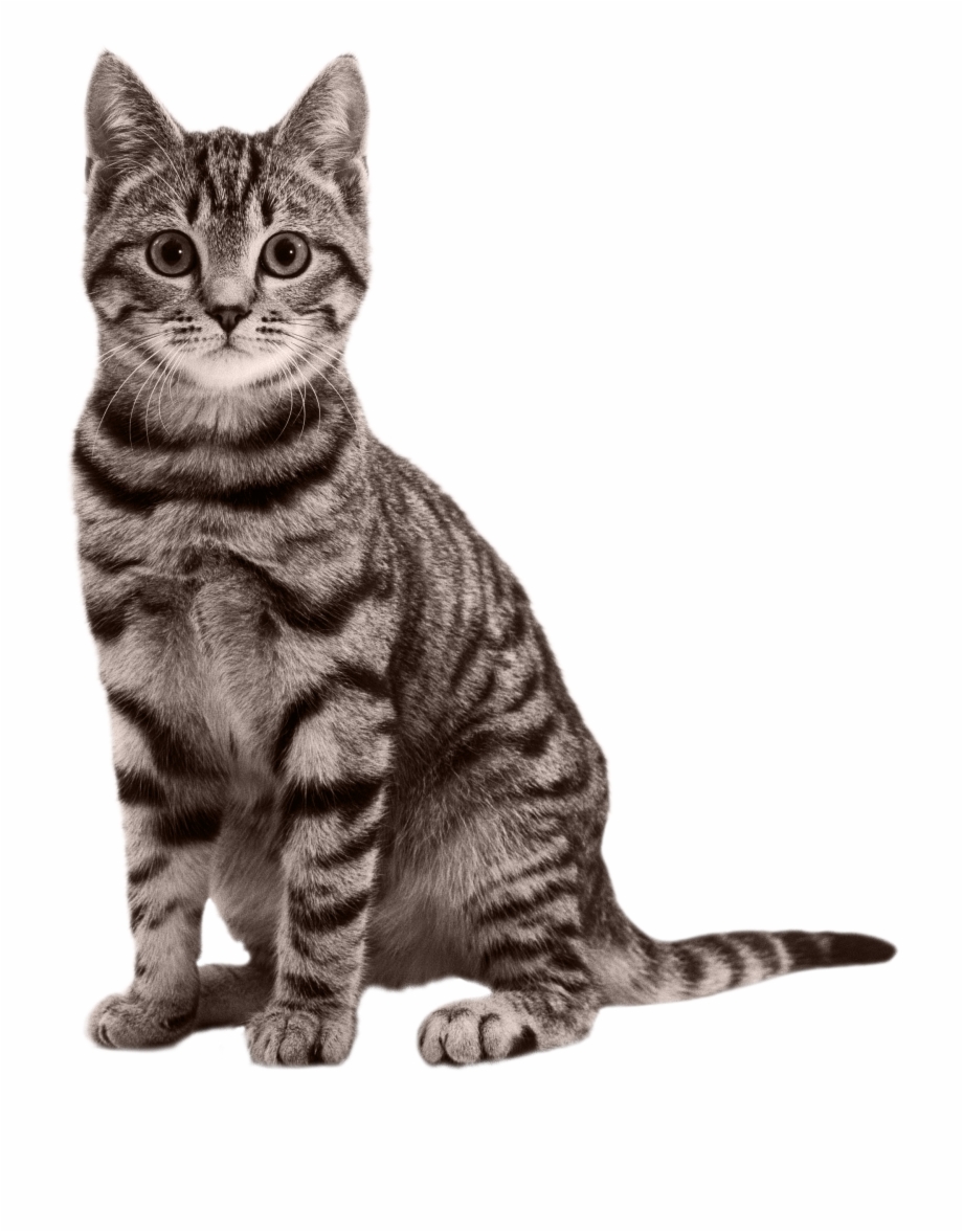 Sitting Small Cat Png Image House Cat Transparent