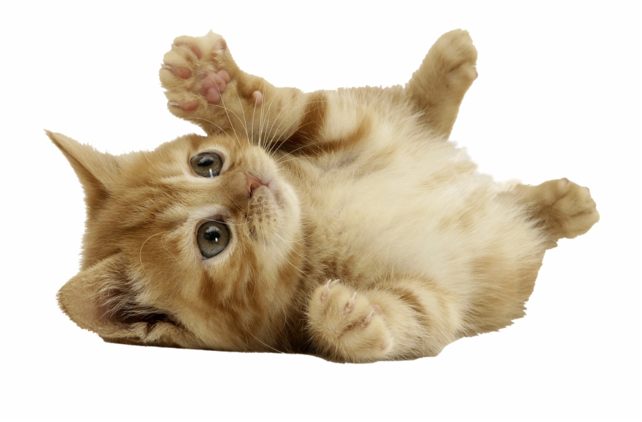 Download Cat Png Cute Cat Transparent Background