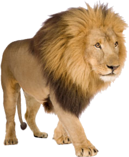 Lion Png Free Download Lion With White Background