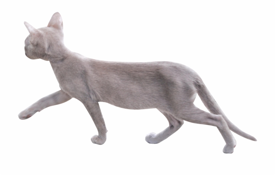 Cat Png Image With Transparent Background Gray Cat