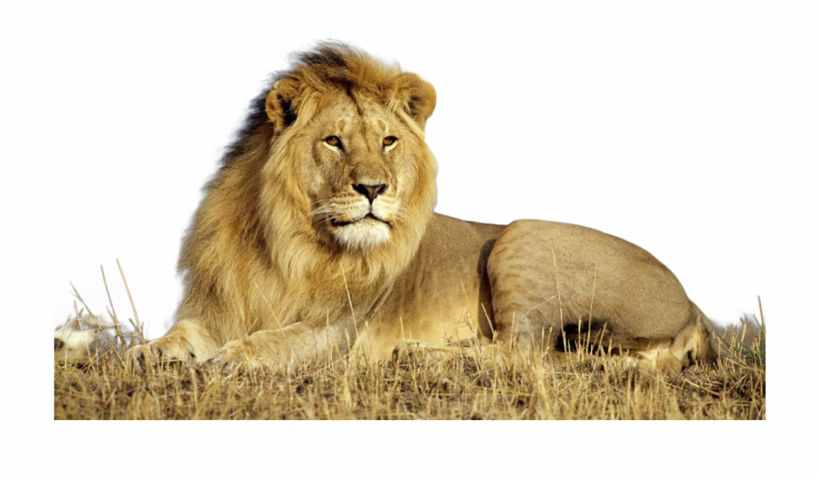 Download Lion Png Transparent Images Transparent Backgrounds Animal