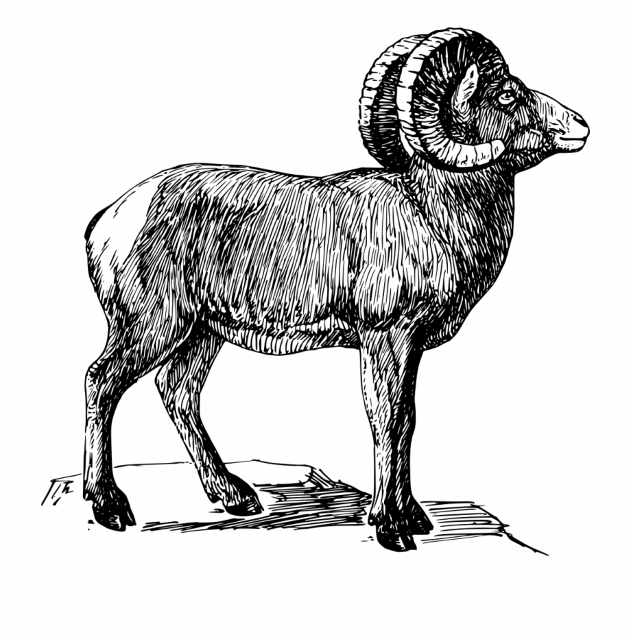 Download Png Bighorn Sheep Black And White