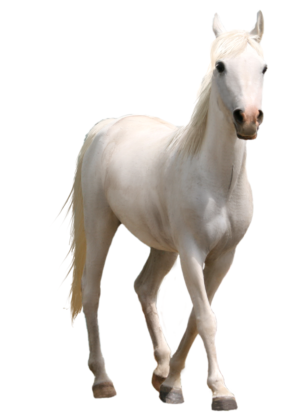 White Horse Png