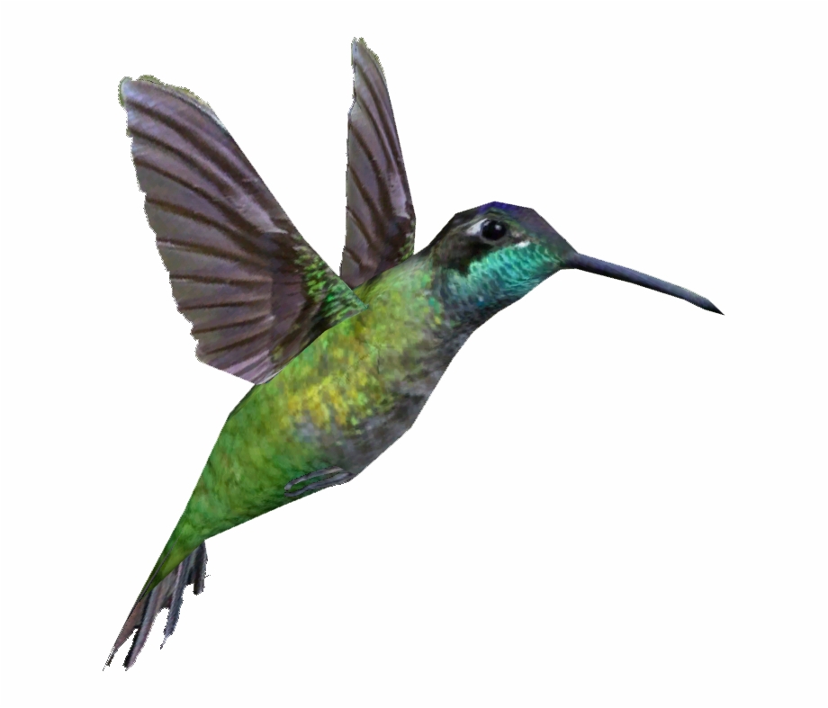 Rivolis Hummingbird Png Download Ruby Throated Hummingbird