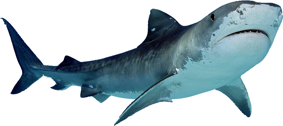 Sharks Clipart Sea Creature Shark With White Background