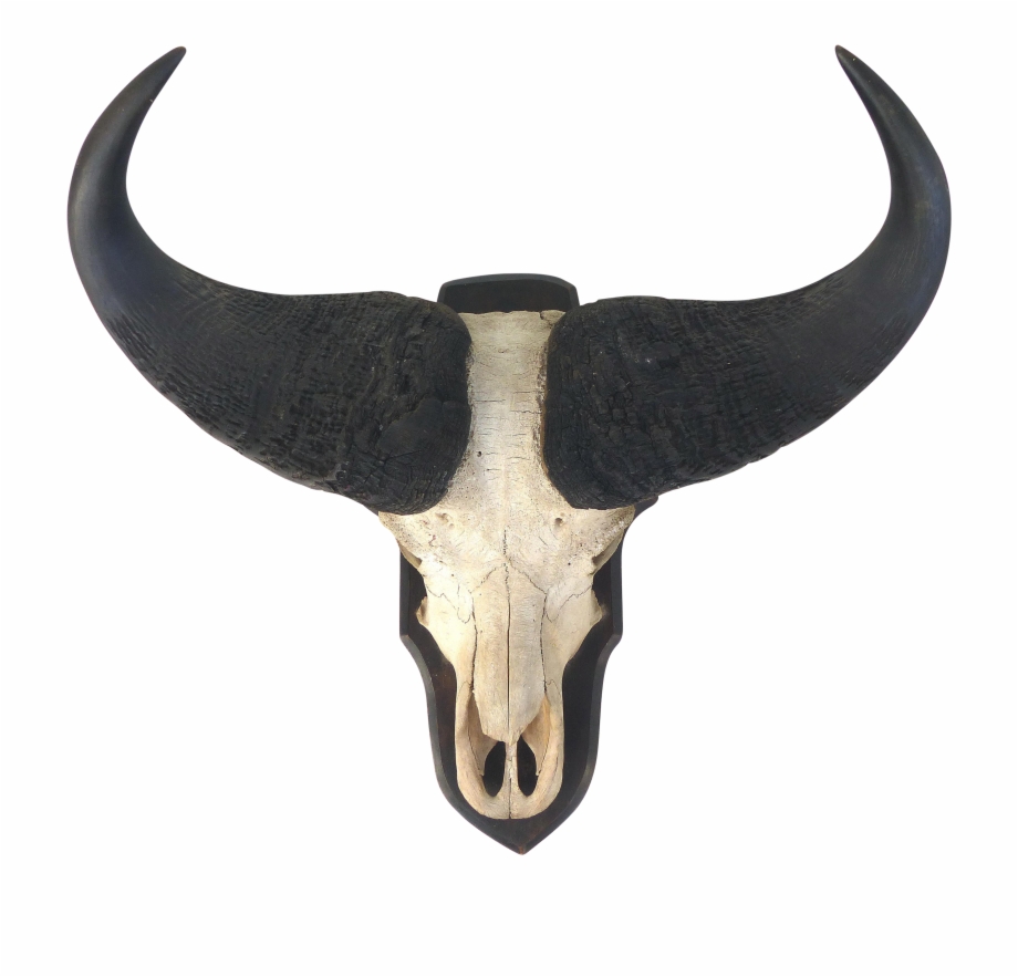 Vector Skulls Longhorn Water Buffalo Skull