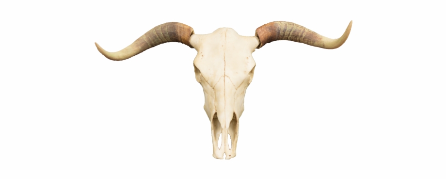 Polyresin Steer Skull Skull