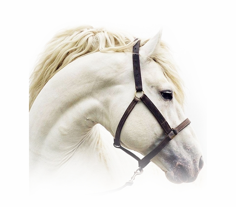 Img Beautiful Horse White Background