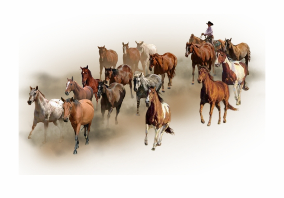 Photo Horses Herd