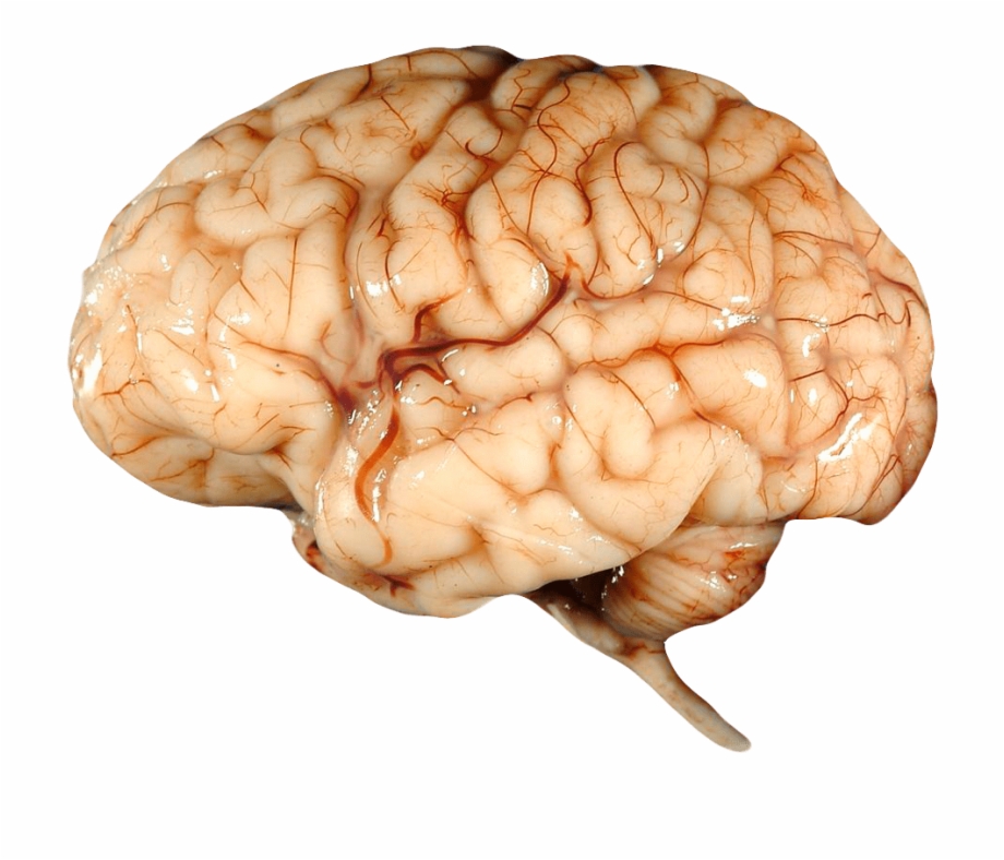 Real Brain Human Brain Png