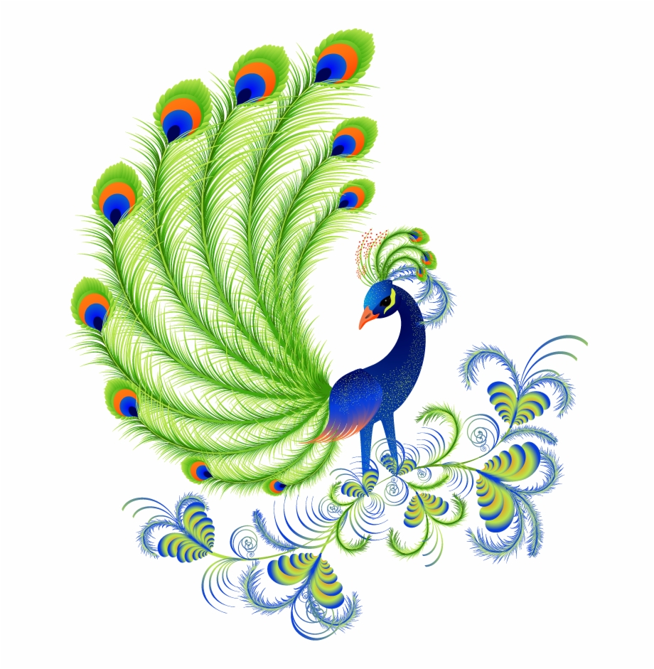 Peafowl Free Content Peacocks Information