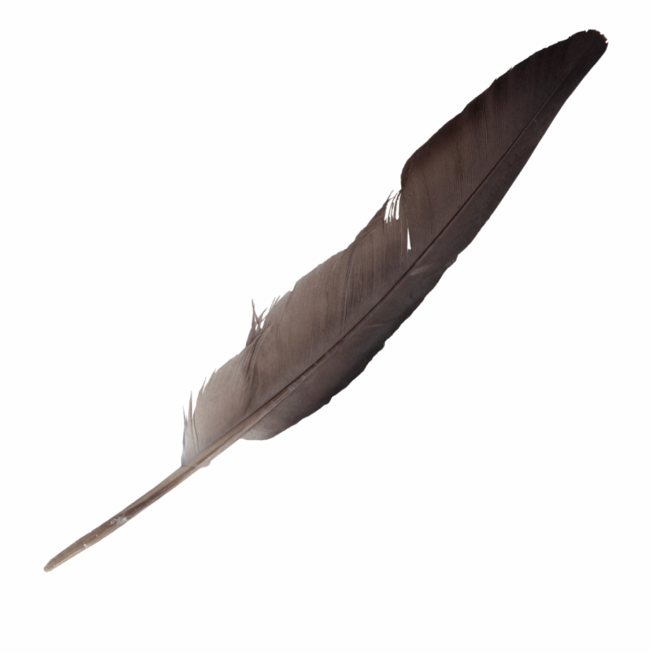 Free Download Feathers On Transparent Background