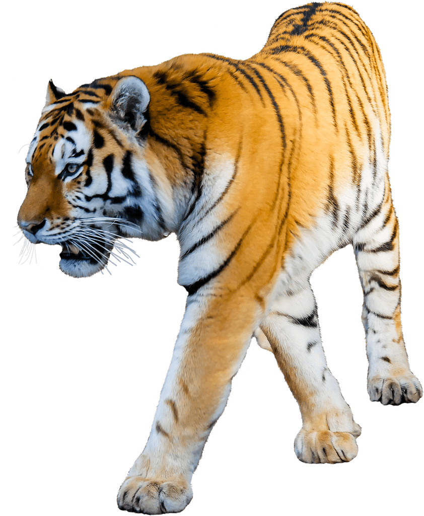 Animals Tigers Tiger With White Background