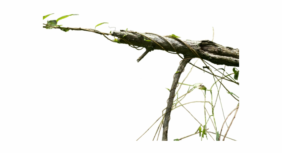 Branch Png Transparent Images Exotic Tree Png