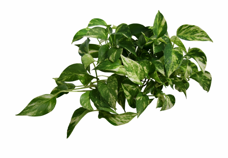 plant png
