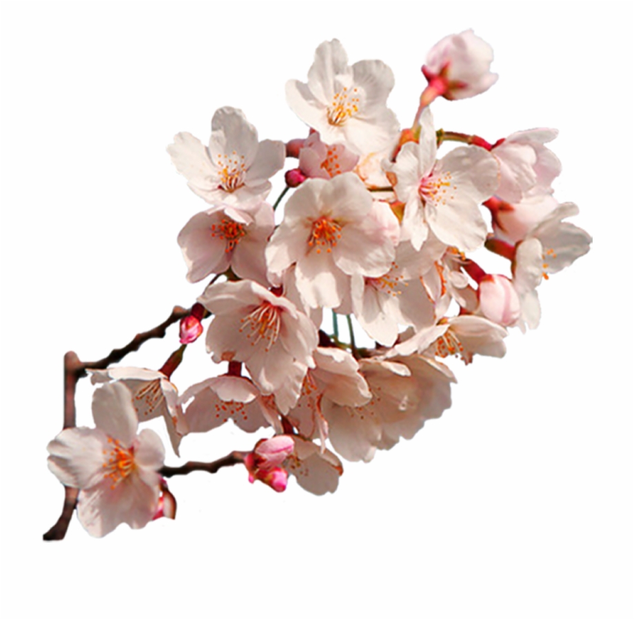 Sakura Png East Asian Art Cherry Blossom