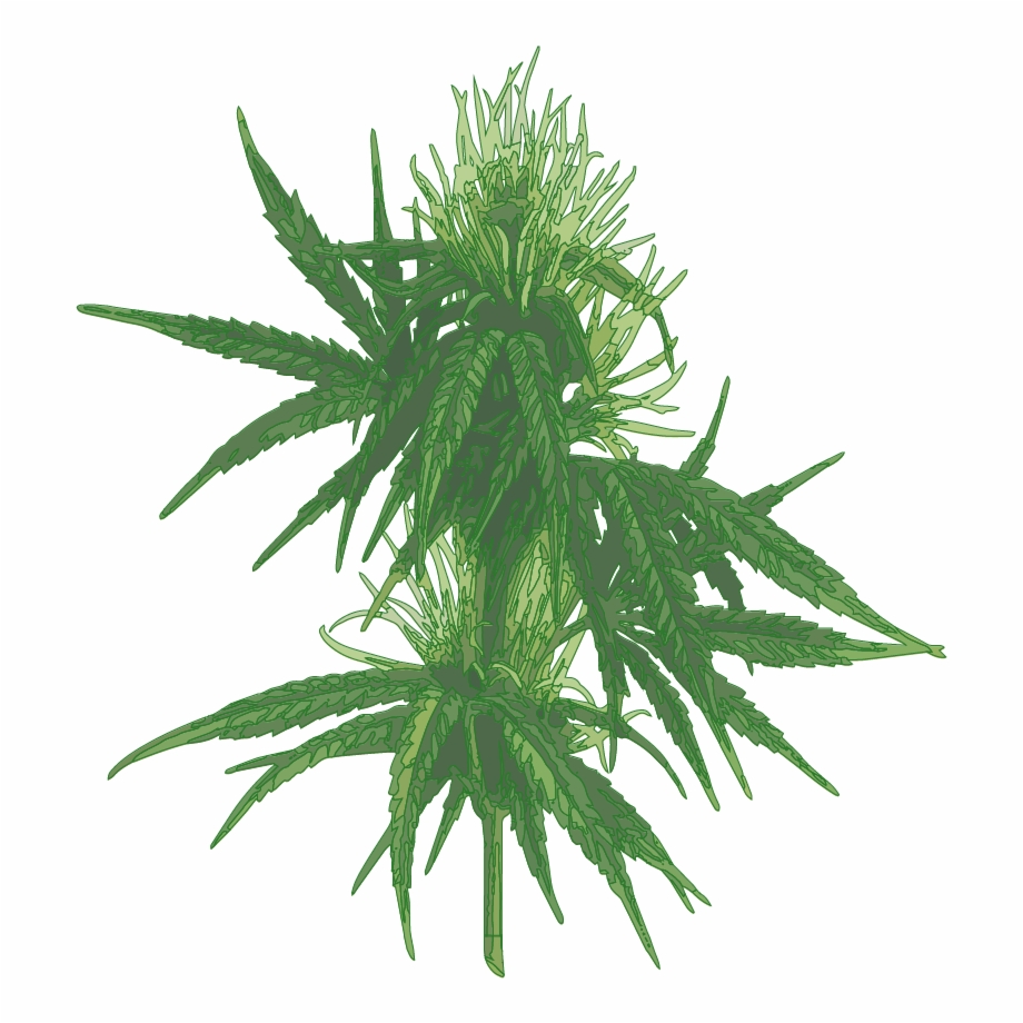 Female Cannabis Plant 01 Botanical Infographic