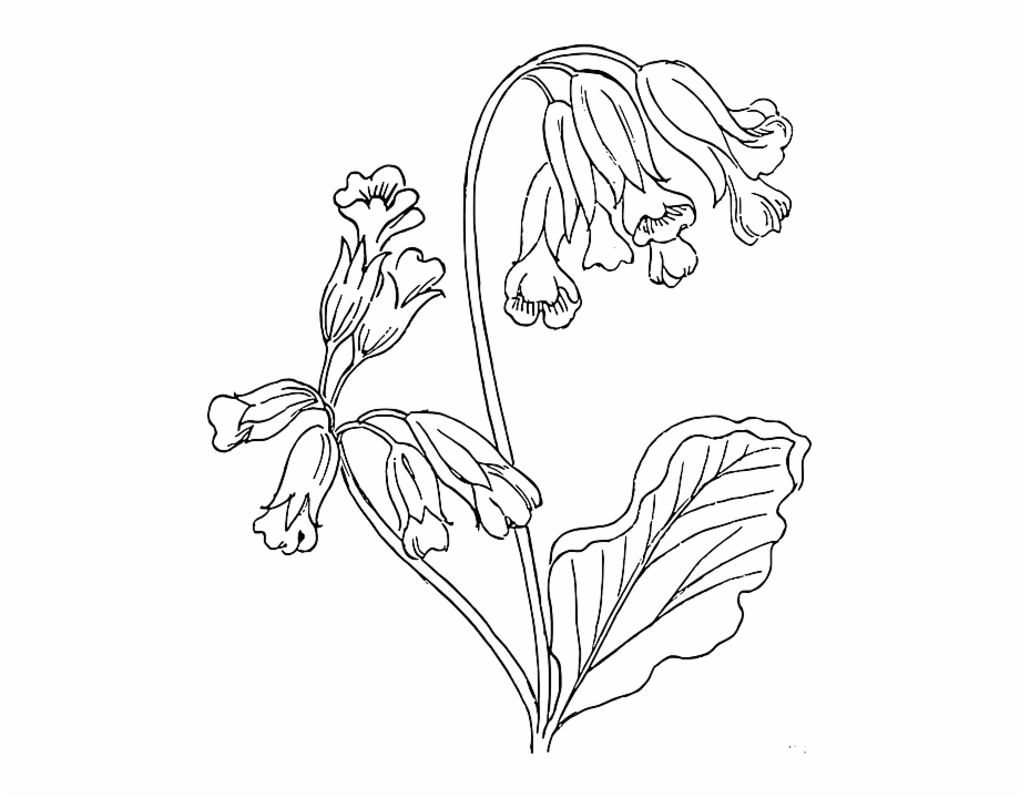 Outline Flower Rose Plant Outlines Nature Roses Cowslip