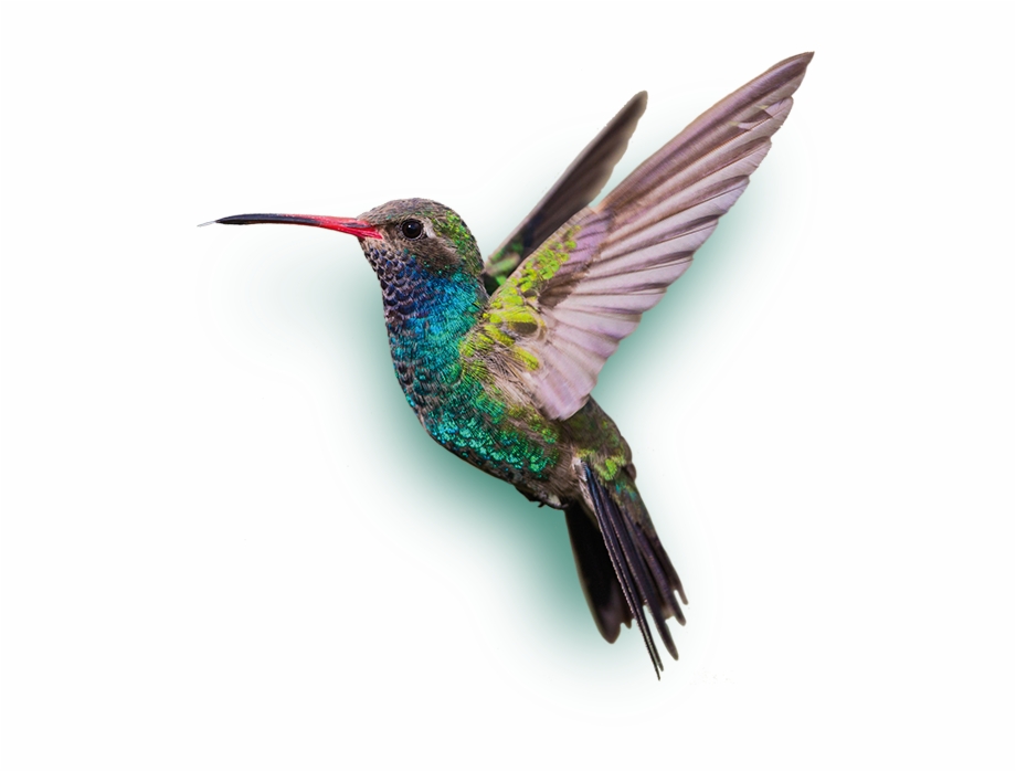 Hummingbird Png Download Png Image With Transparent Hummingbird