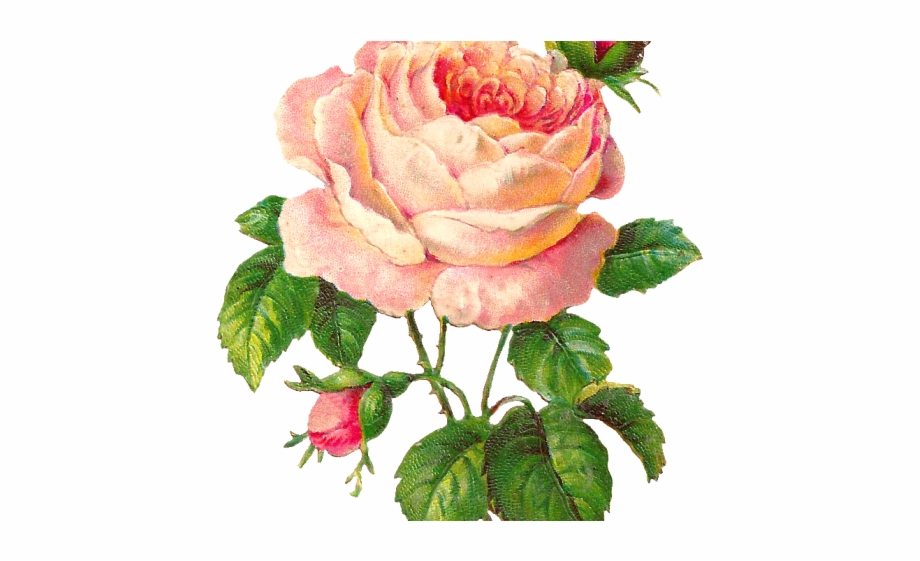 Clipart Wallpaper Blink Rose Vintage Png