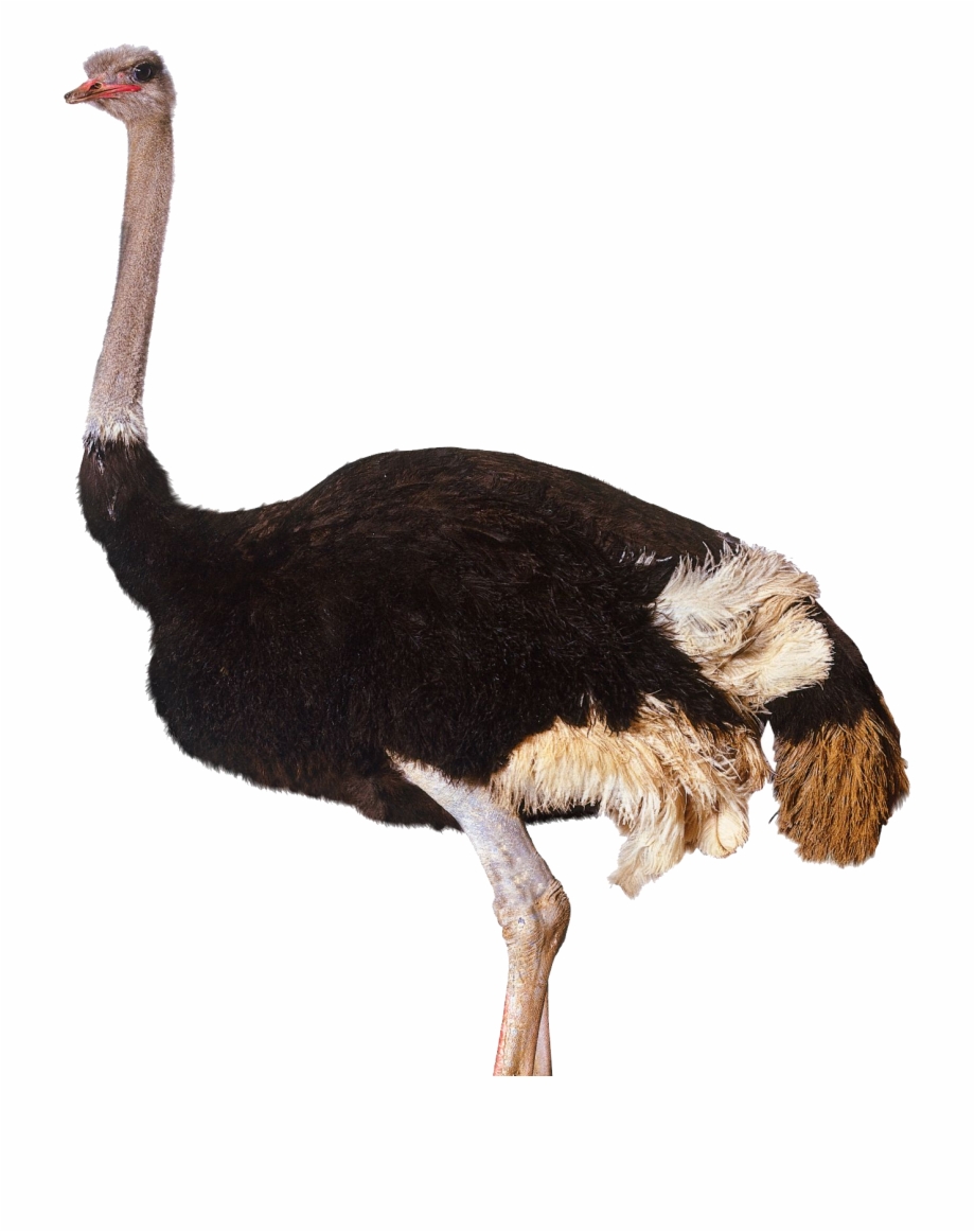 Image Ostrich Png