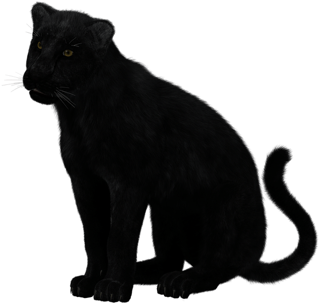 Black Panther Sitting Transparent Black Panther Animal