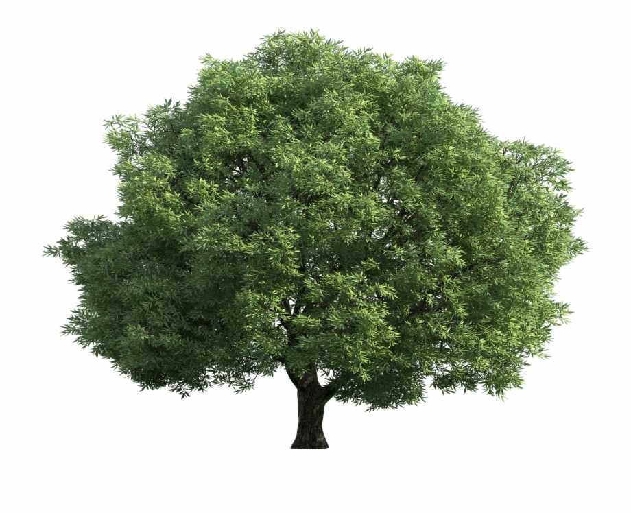 Green Tree Png Clip Art Best Web Oak