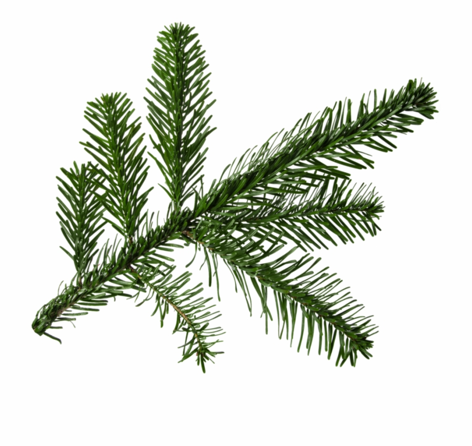 Png For Free Fir Branch Alpha Png