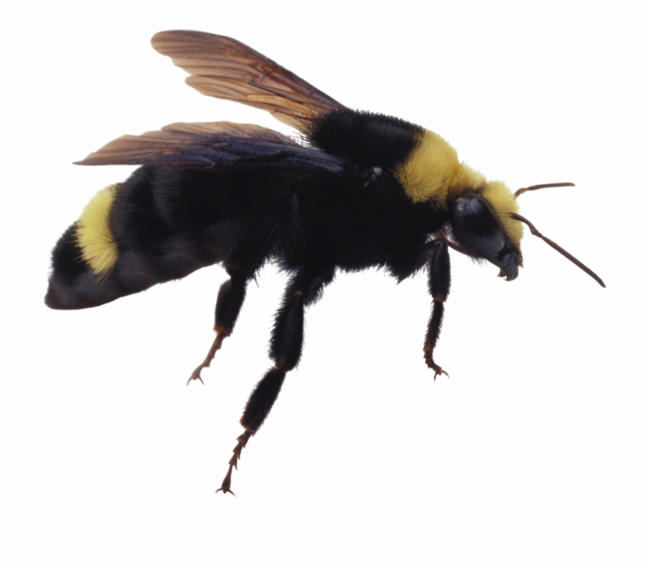 transparent bumblebee bug png
