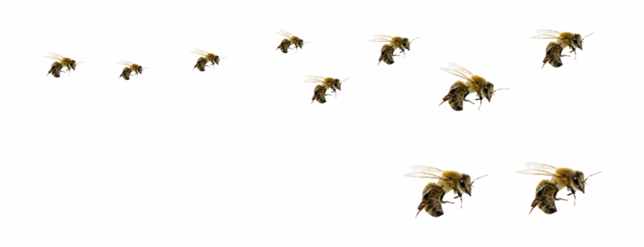 Flying Bee Png Transparent Background Bee Png