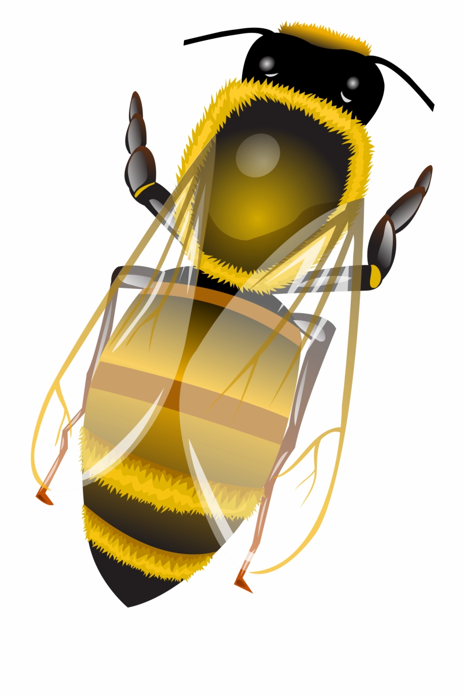 Bee Png Clip Art Illustration