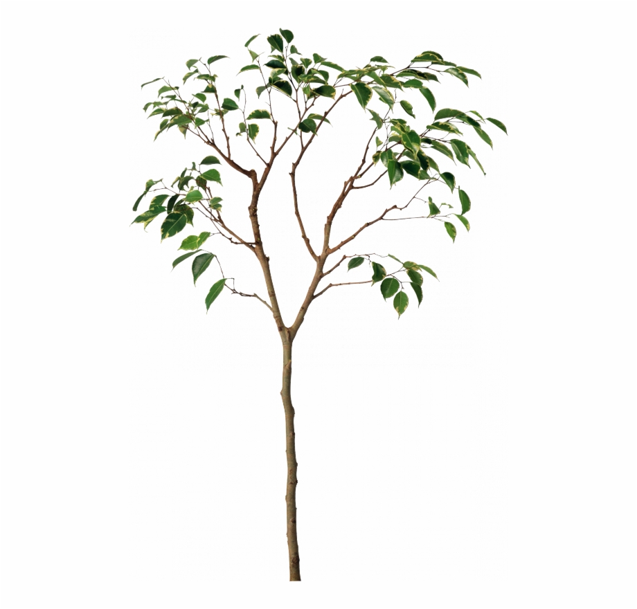 Top Tree Transparent Png Pictures Free Icons And