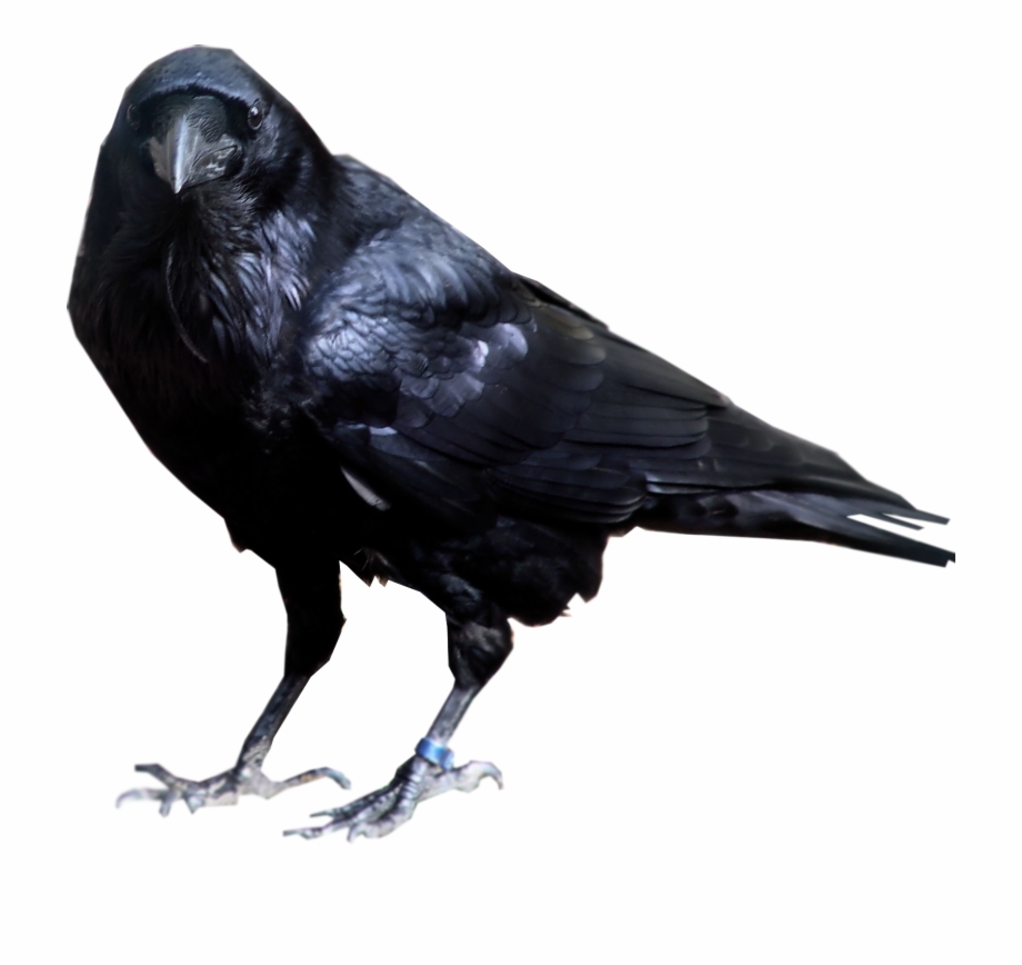 Transparent Background Crow Png