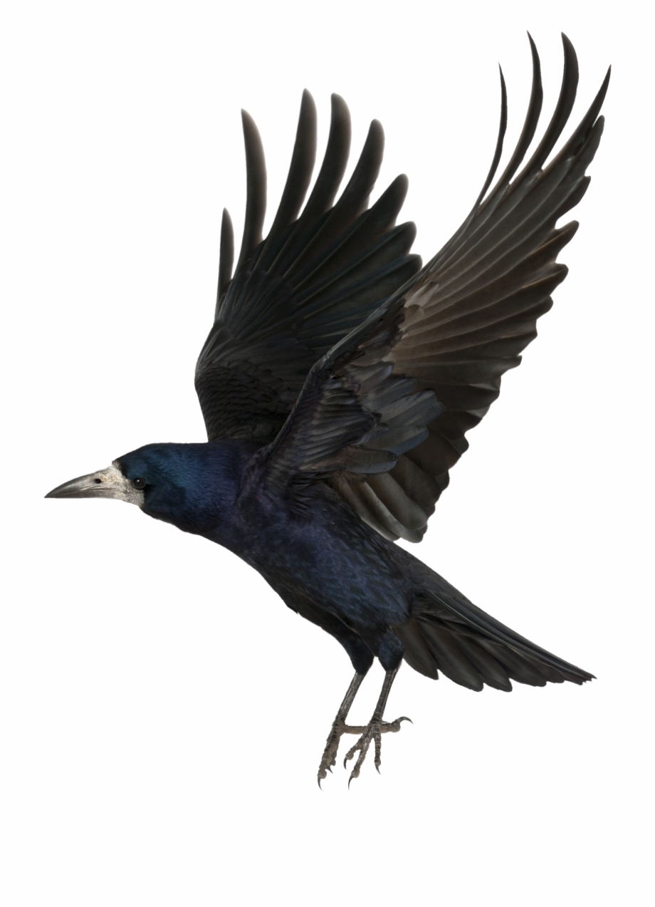 Image Crow Png