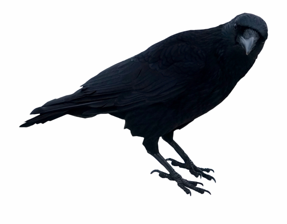 Black Crow Png Black Crow Transparent Background