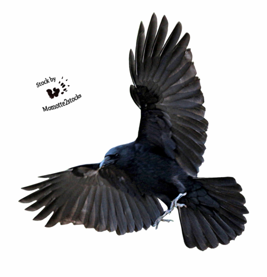 Crow Free Png Transparent Background Images Free Download