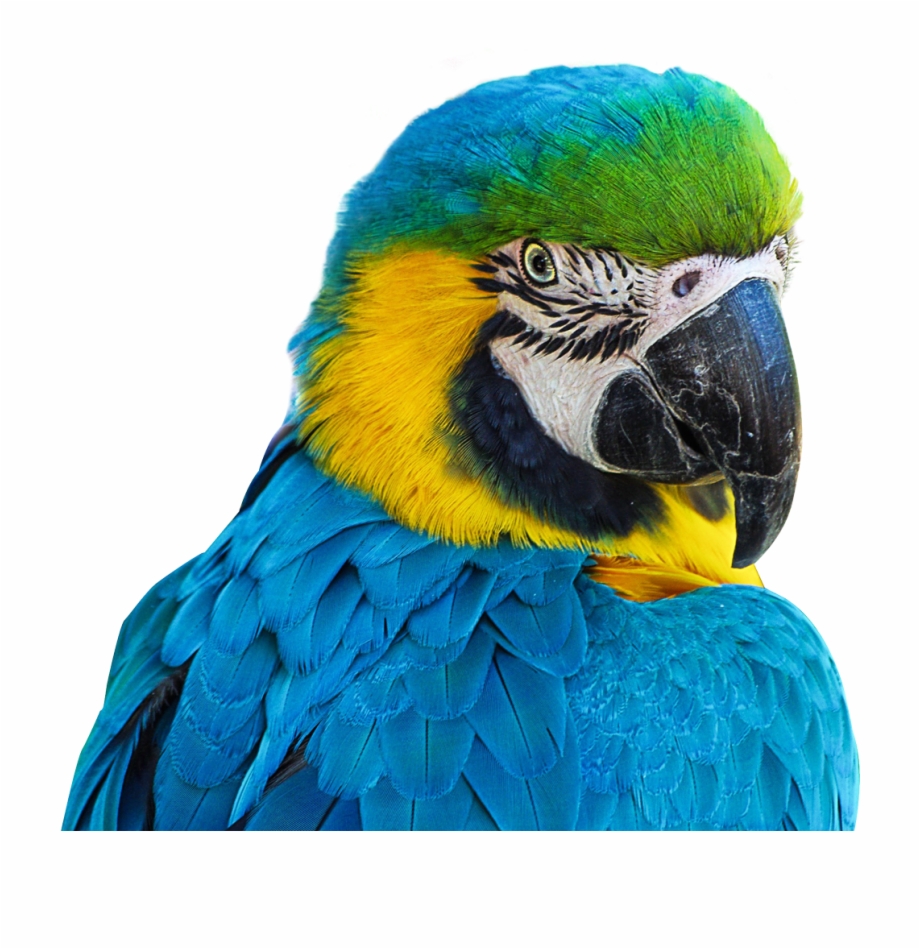 Parrot Png