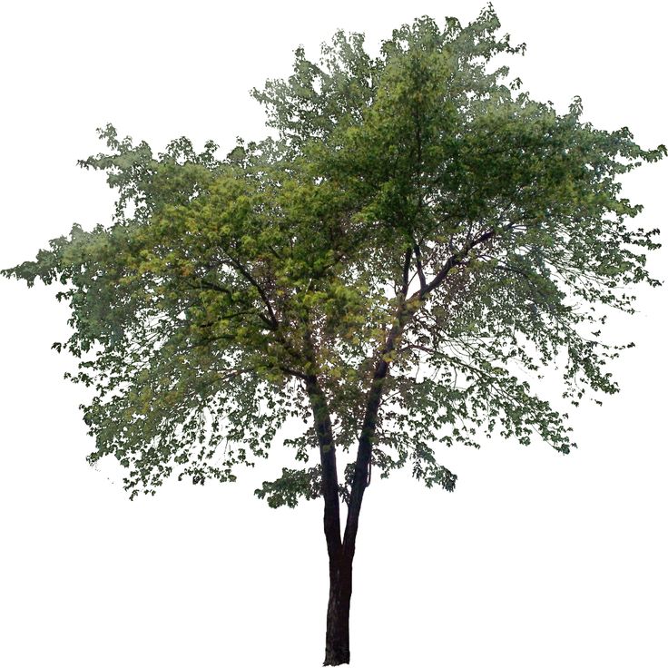 Trees Elevation Png
