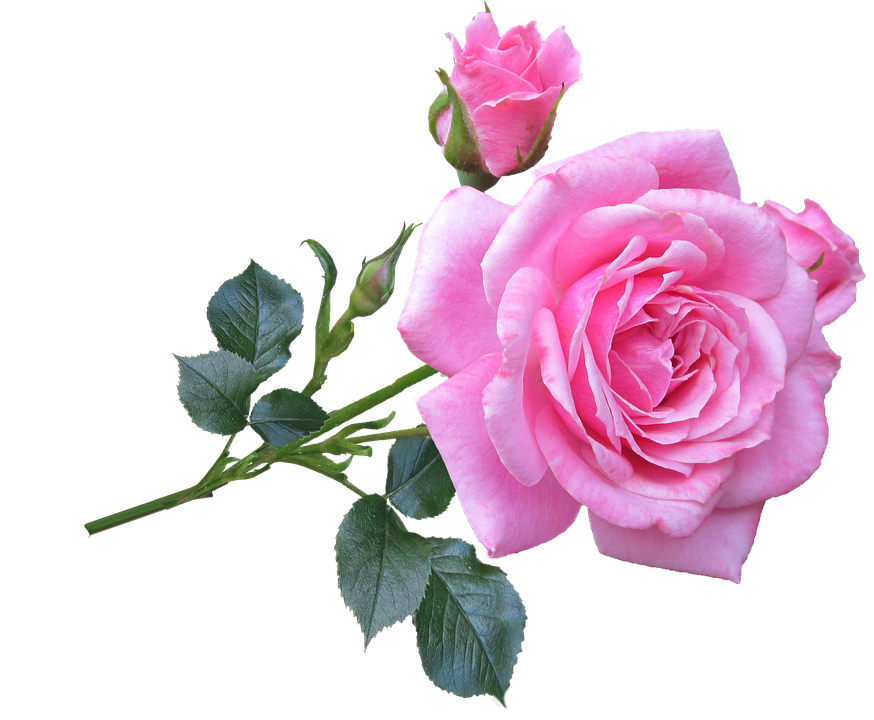 Pink Rose Flower Png