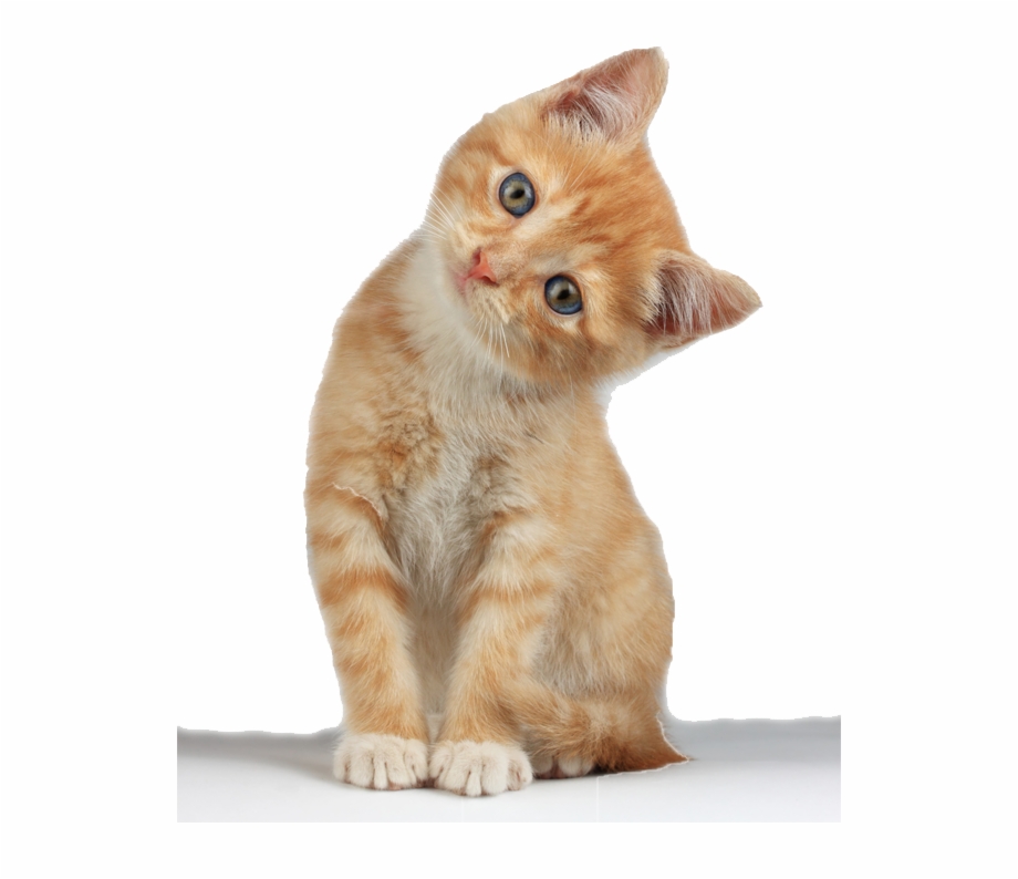 Kitten Free Png Image Cute Cats Transparent Background