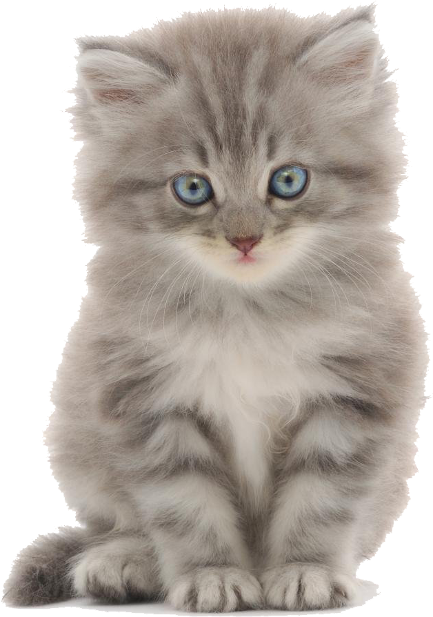 Cute Kitten Png