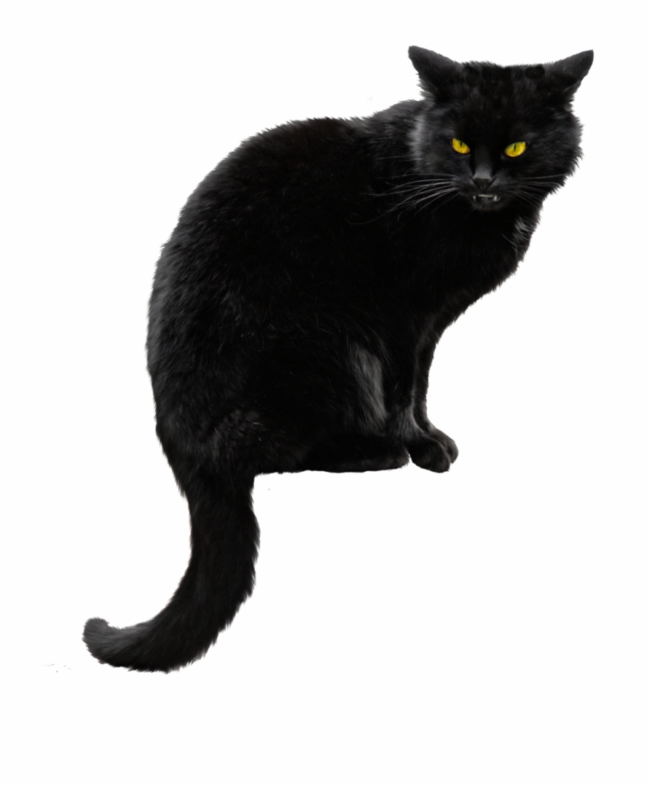 15 Black Kitten Png For Free Download On