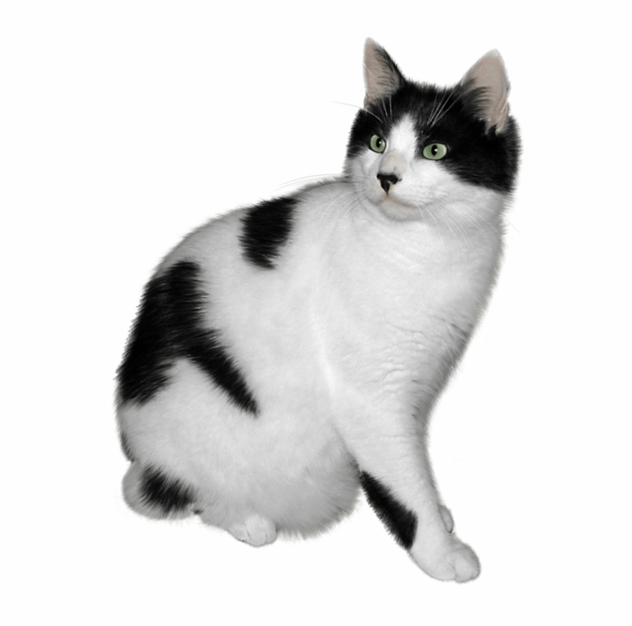 Cats Png Free Images Download Pic Cat Pictures