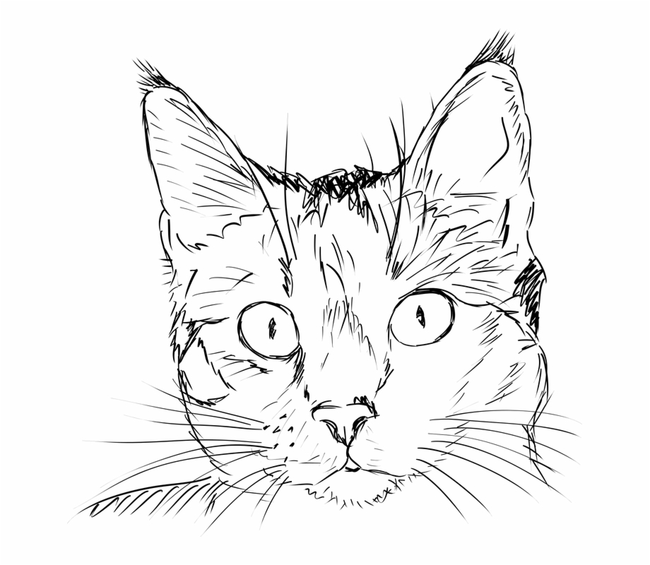 cat face drawings
