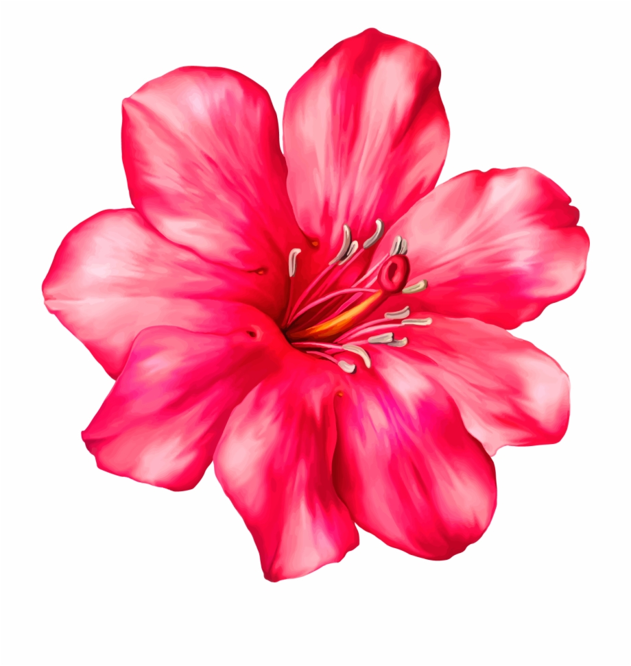 Exotic Pink Flower Png Clipart Picture Transparent Tropical