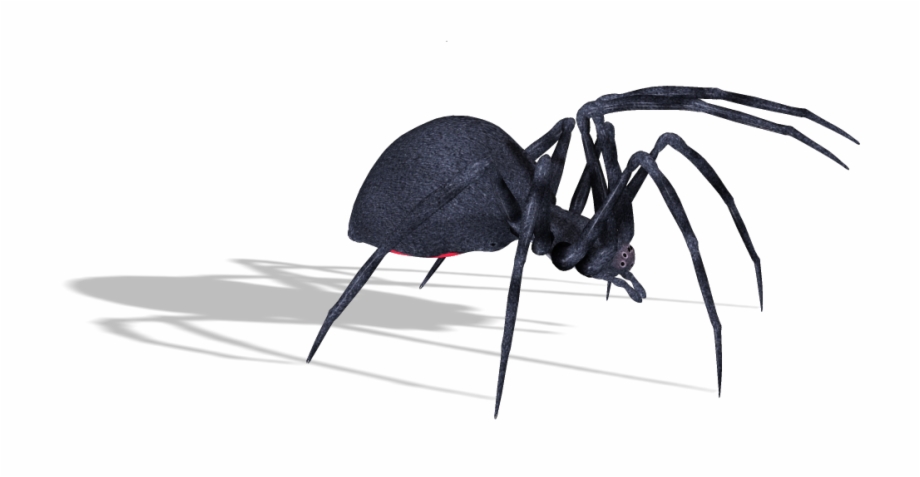 Spider Transparent Black Widow Spiders Png