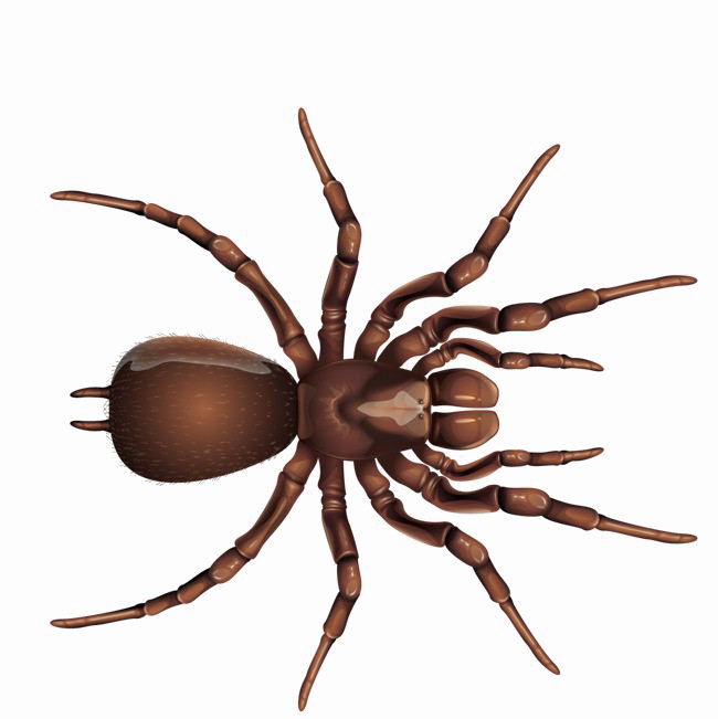 Brown Spider Png Image Background Different Insects