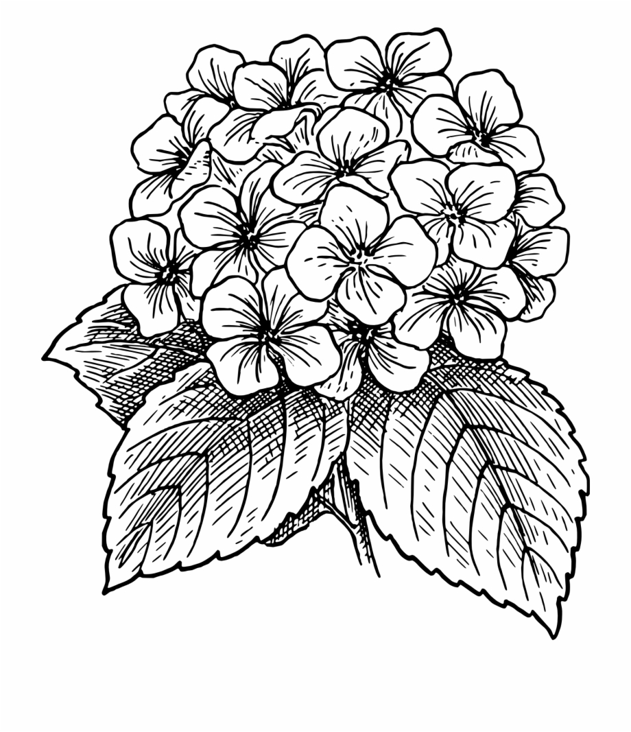 Outline Drawing Of A Big Flower Blossom Hydrangea