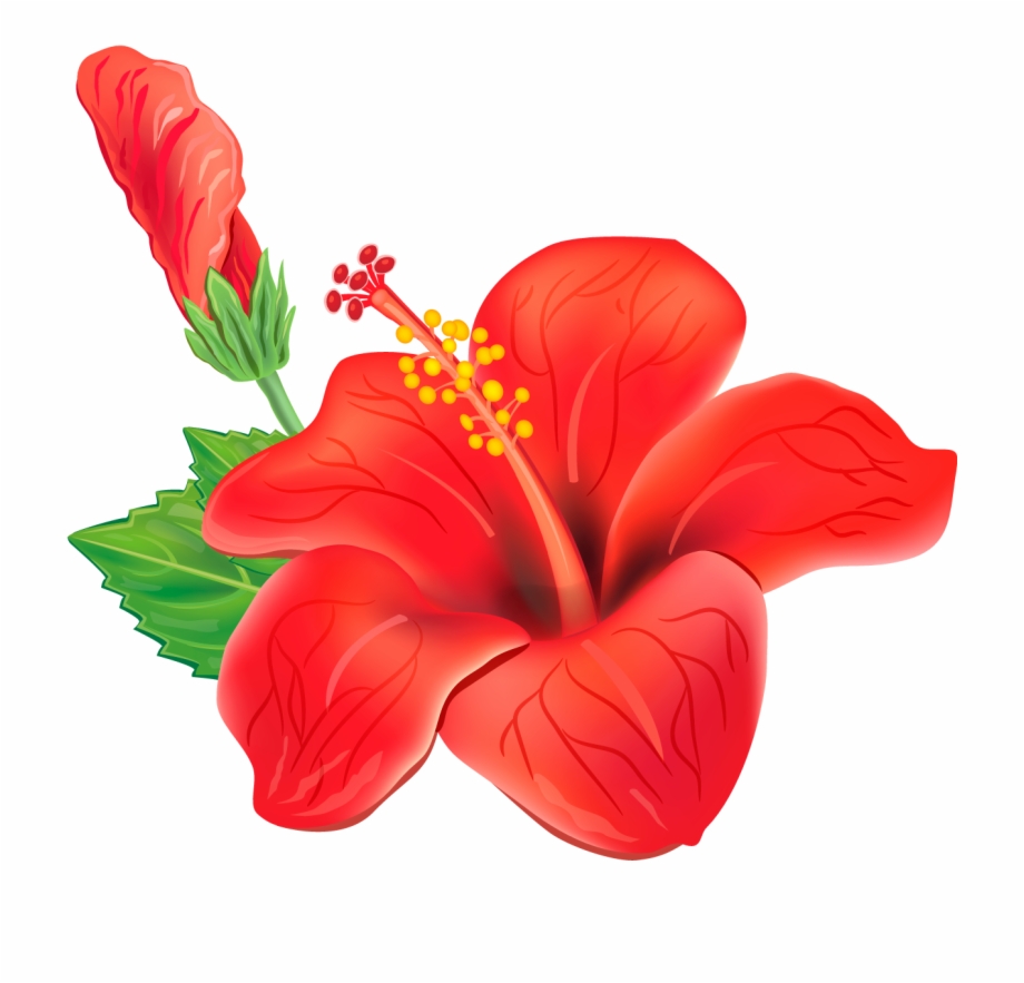 Red Exotic Flower Png Clipart Picture Tropical Flower
