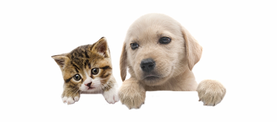 Pets Pet Puppy Kitten Lovepets Dog Dogs Cat